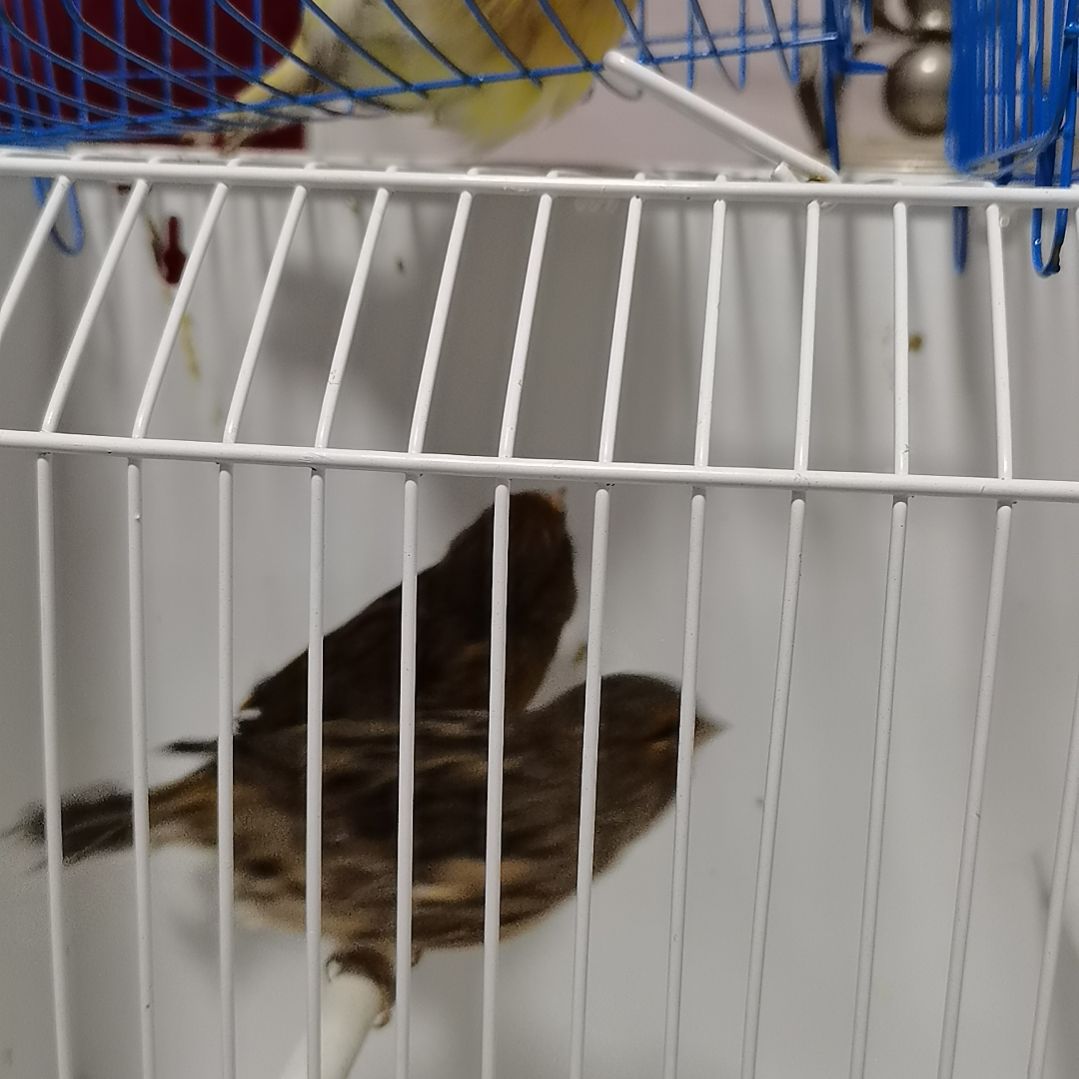 新***天文鸟紫贵母鸟芙蓉一只