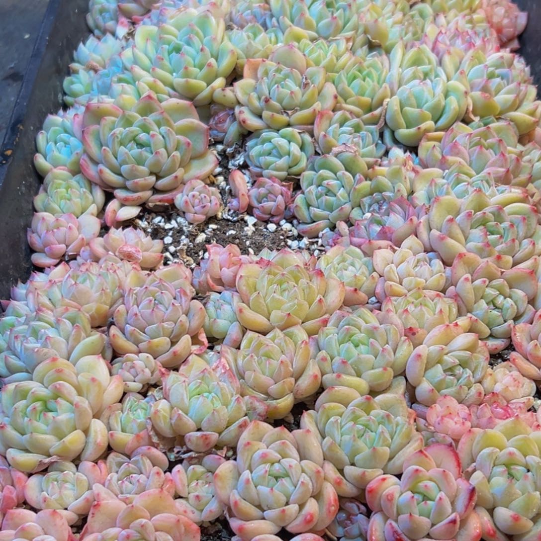 475多肉葡萄的味道是真的很