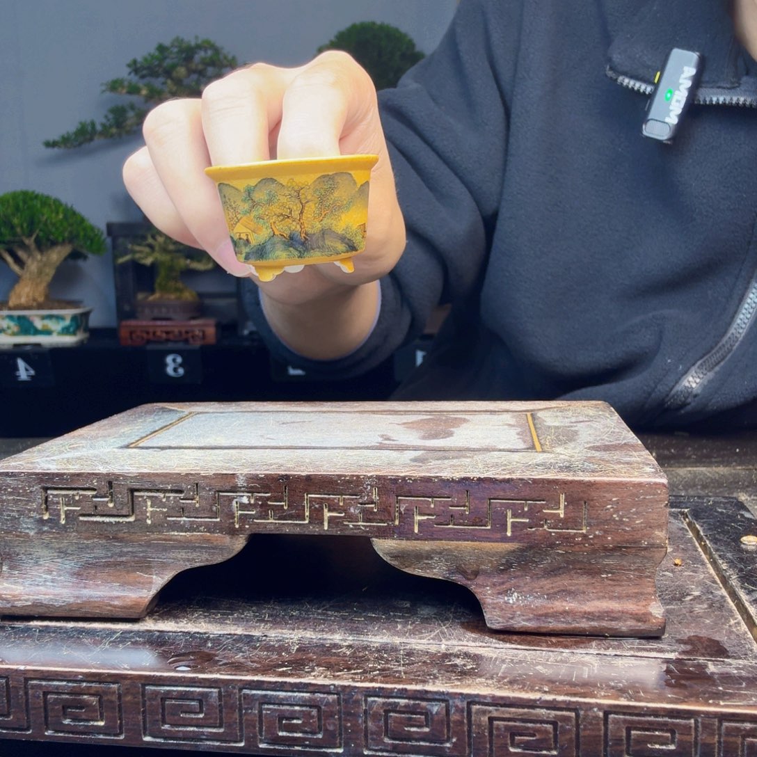 ▝***▝无花朵黄杨盆景一物一拍