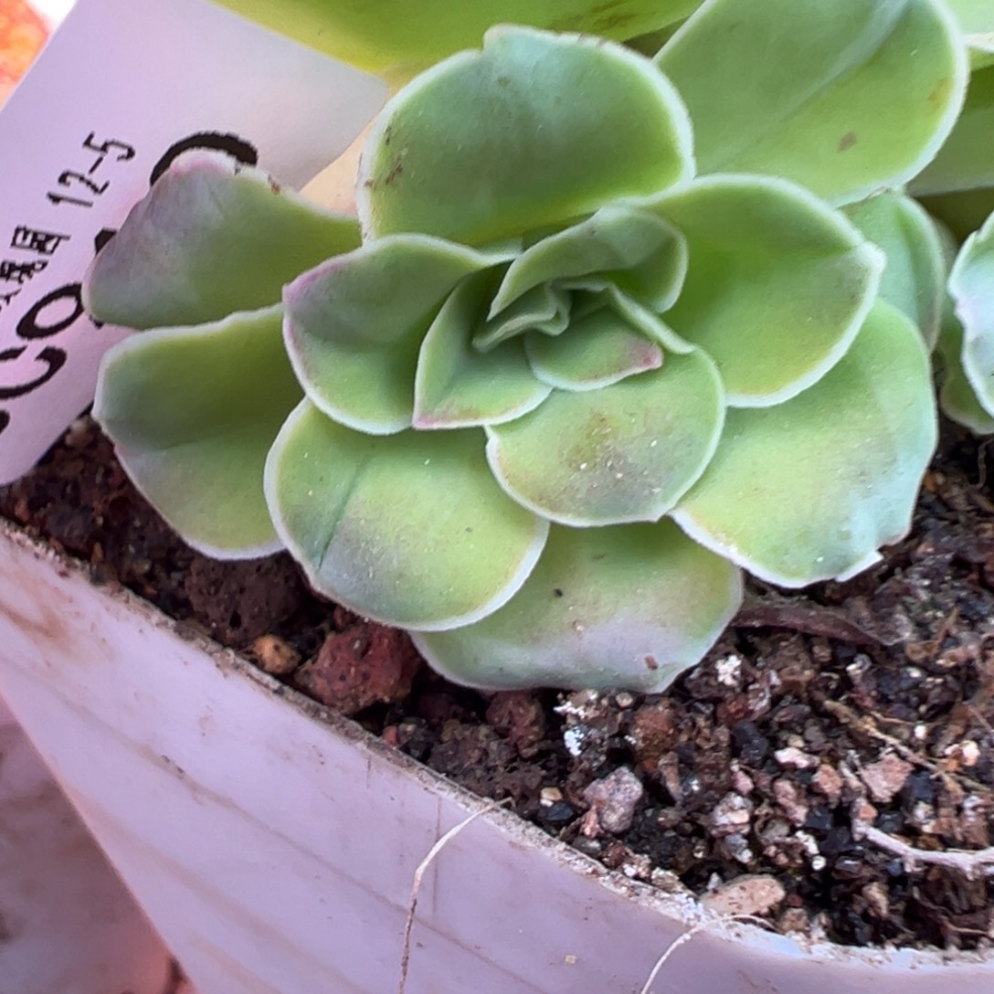 cs不知名侧芽910。