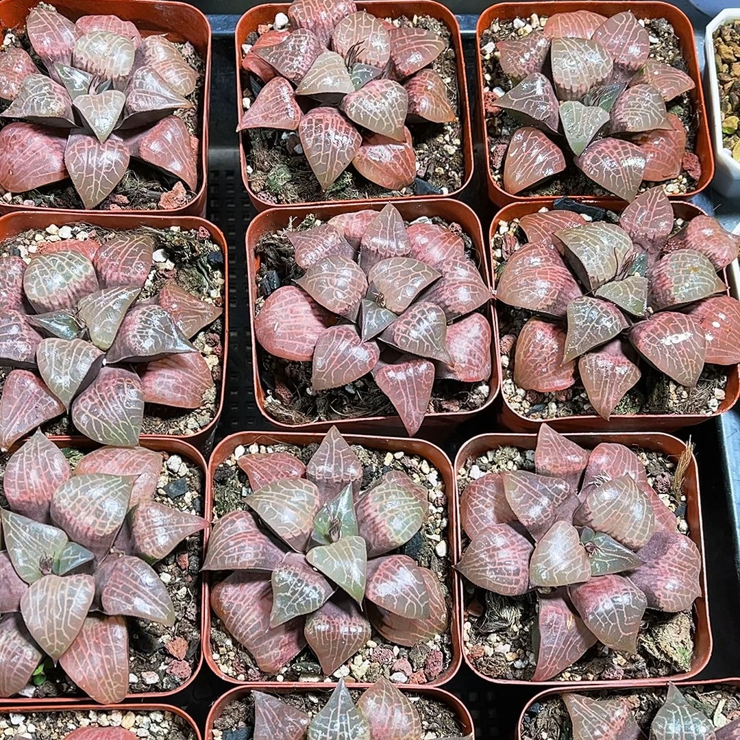 挽叶粉玻璃康平十二卷多肉植物好养适合桌面办公室室内摆放