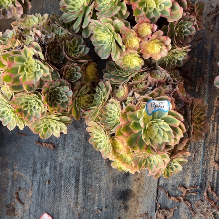 *****三颗玉姿多肉法师不包损51