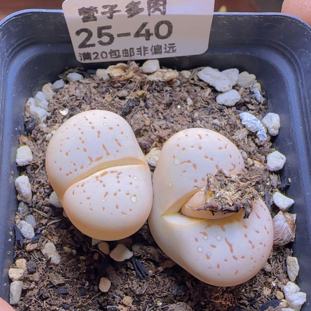 双头灵耀玉带盆土发货 