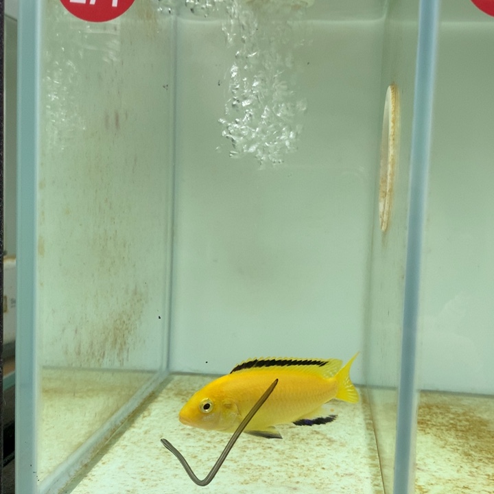 阿***雅慈鲷鱼274号狮子湾四黑王子