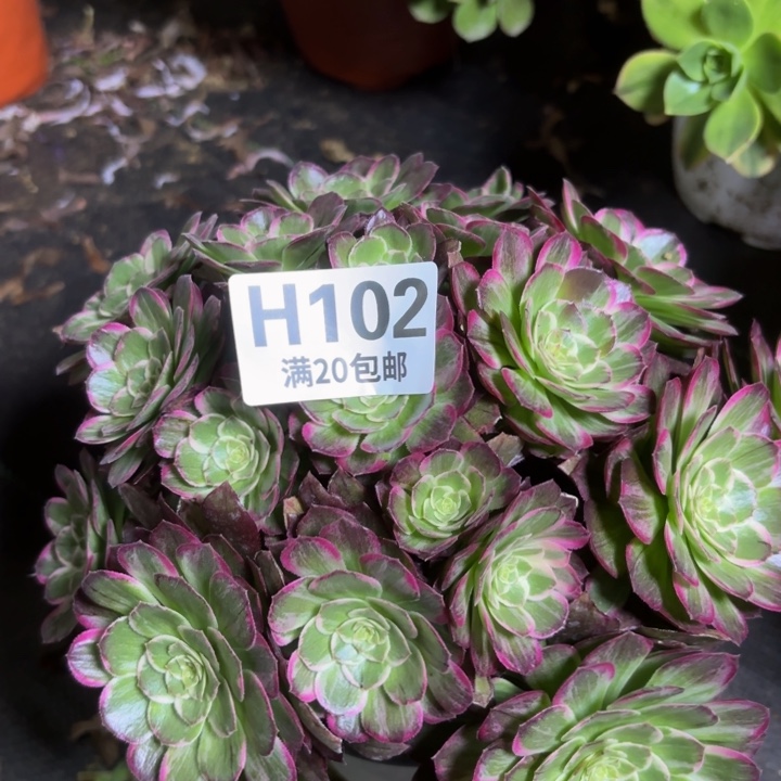 瑞妈一物一拍102