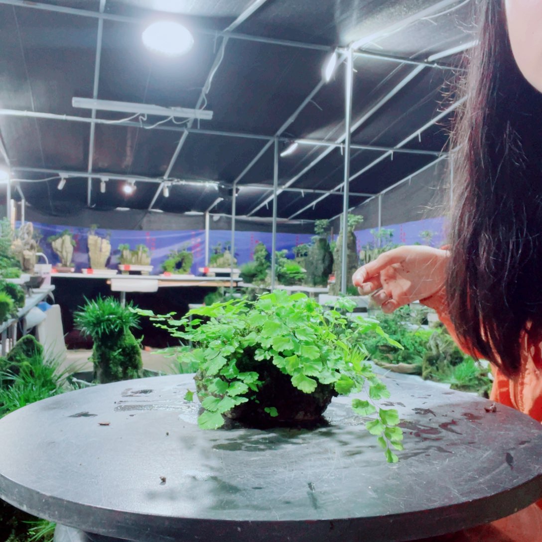 郁***霁当前无花栽培后可以开花