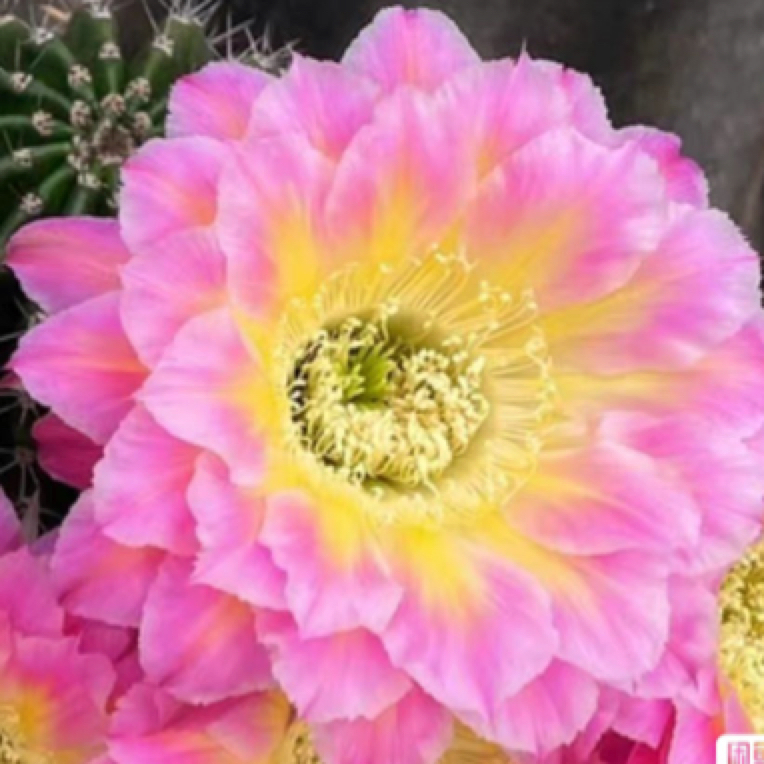 仙人球盆栽萤火虫彩草