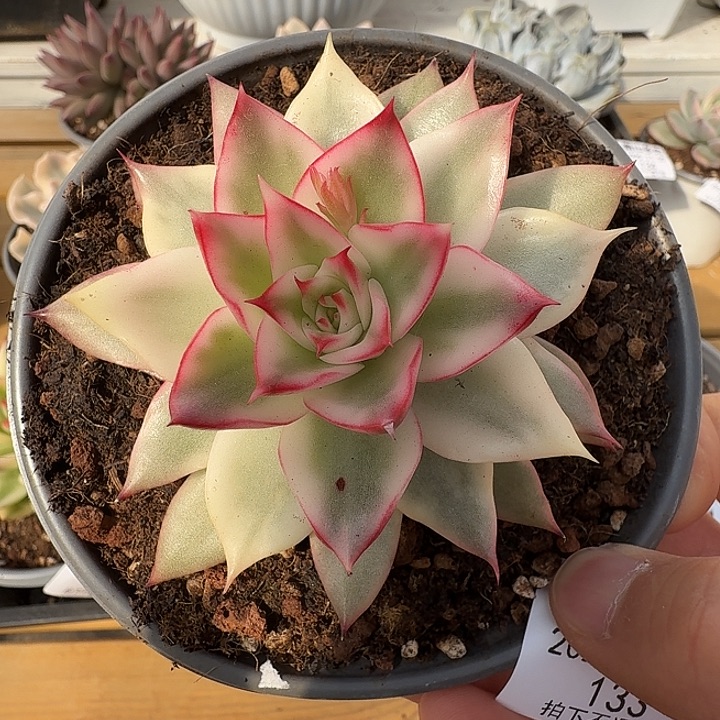 吉赛尔宽锦1111130-133