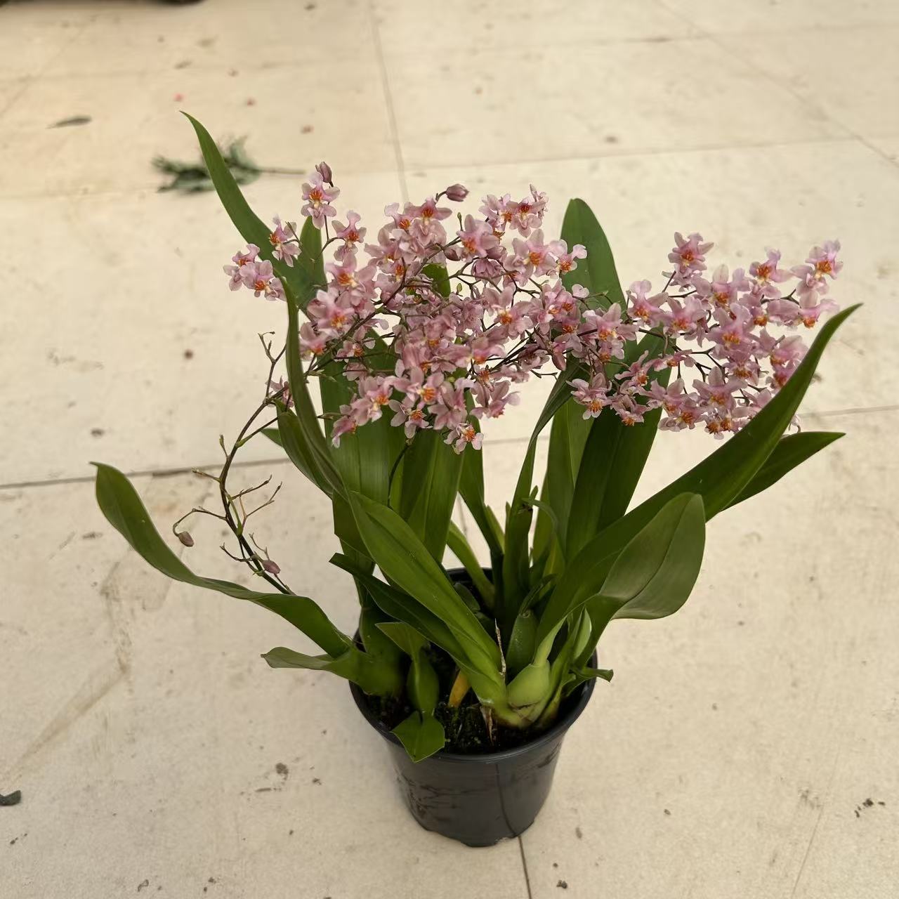 粉色梦香兰 盆栽