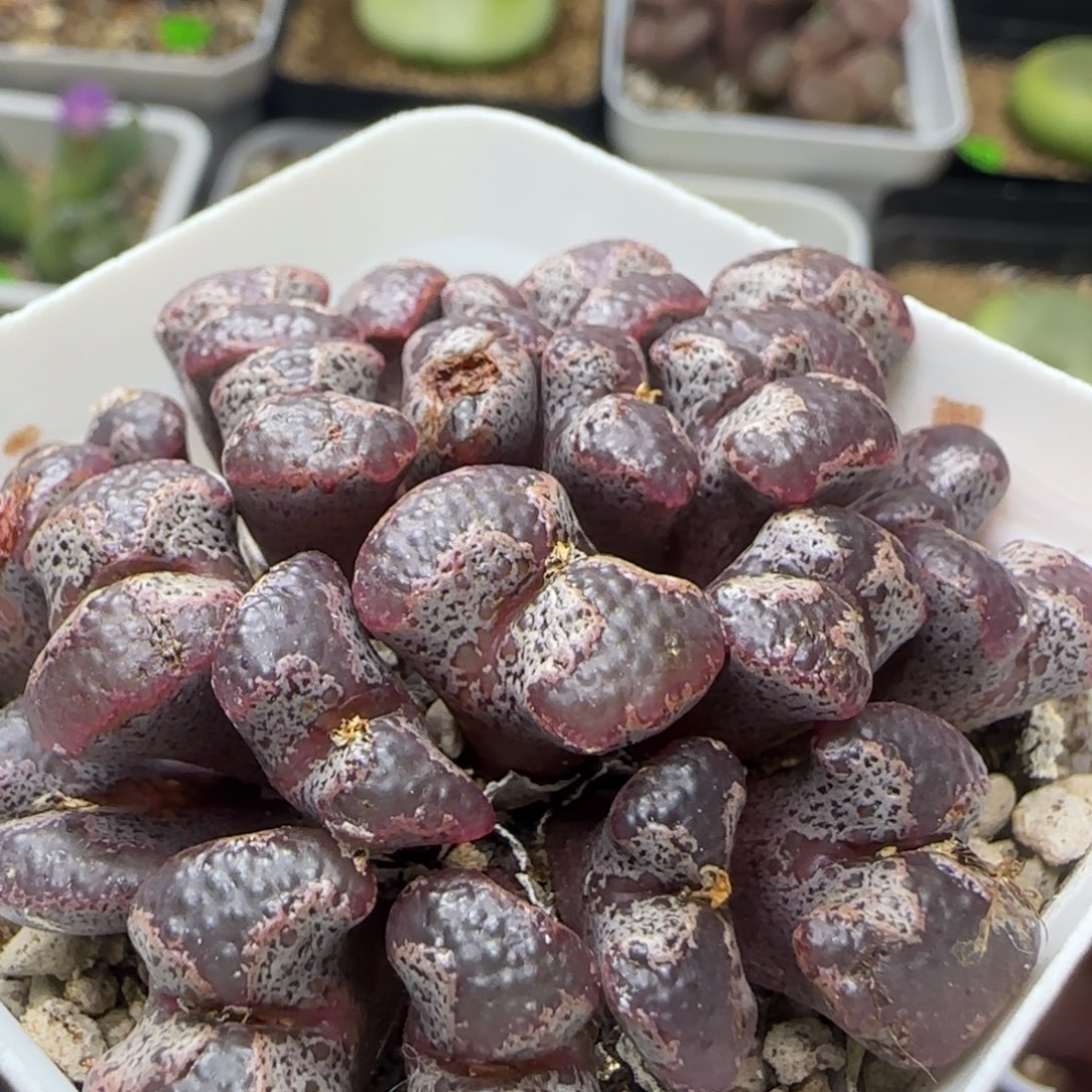 大窗超碟群多肉植物49