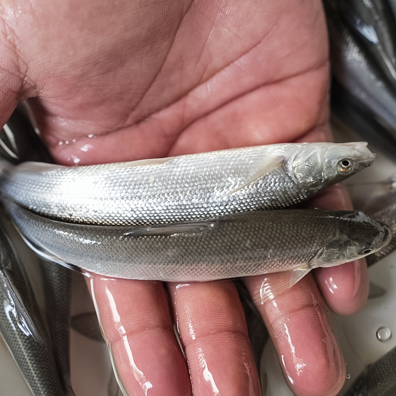 冰鲜现捞 银鳕鱼生态养殖