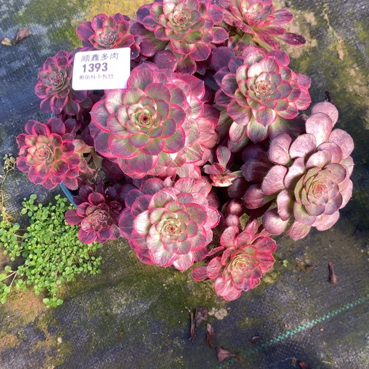 钟**来1393莲花座多肉植物