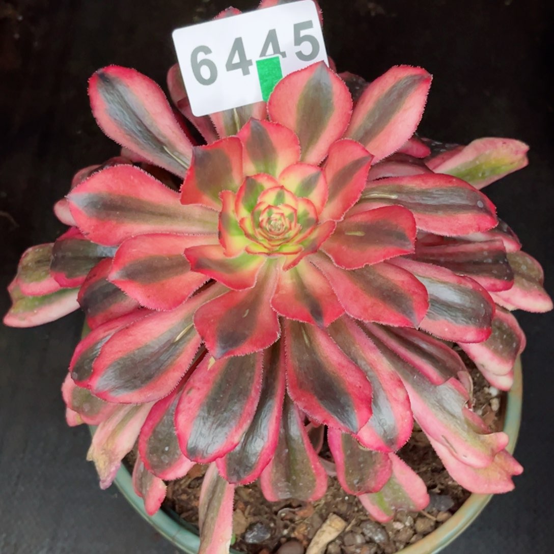 初恋多肉发货发货