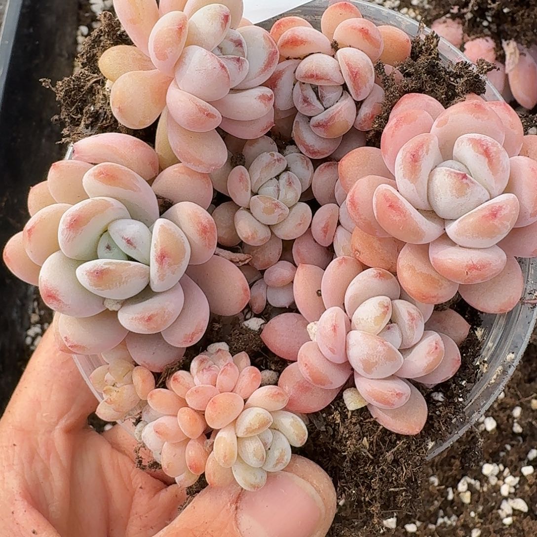 杂交新品珍妮多肉155