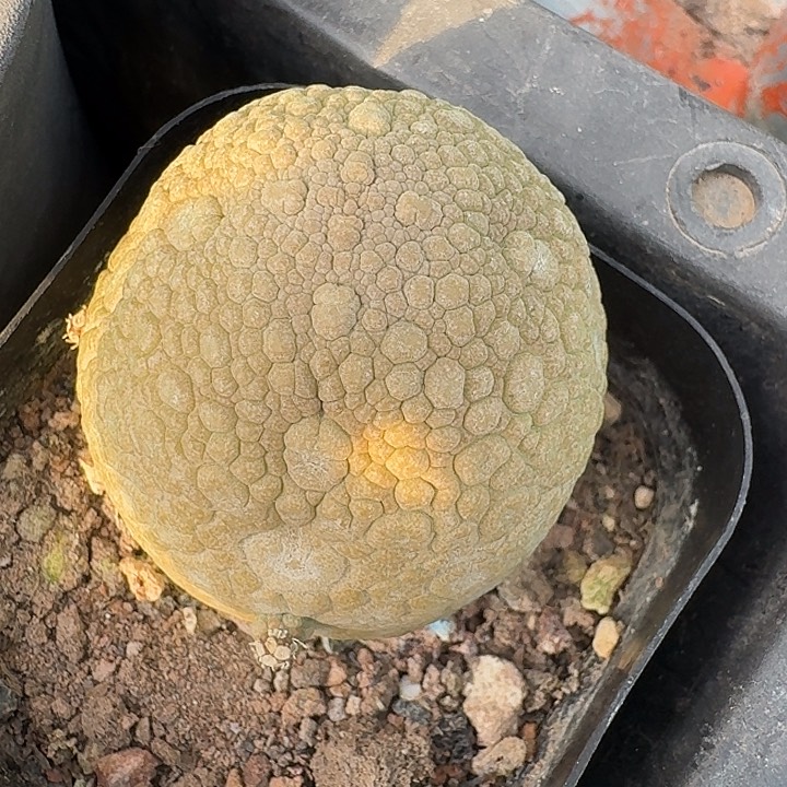 凝蹄玉实生仙人球