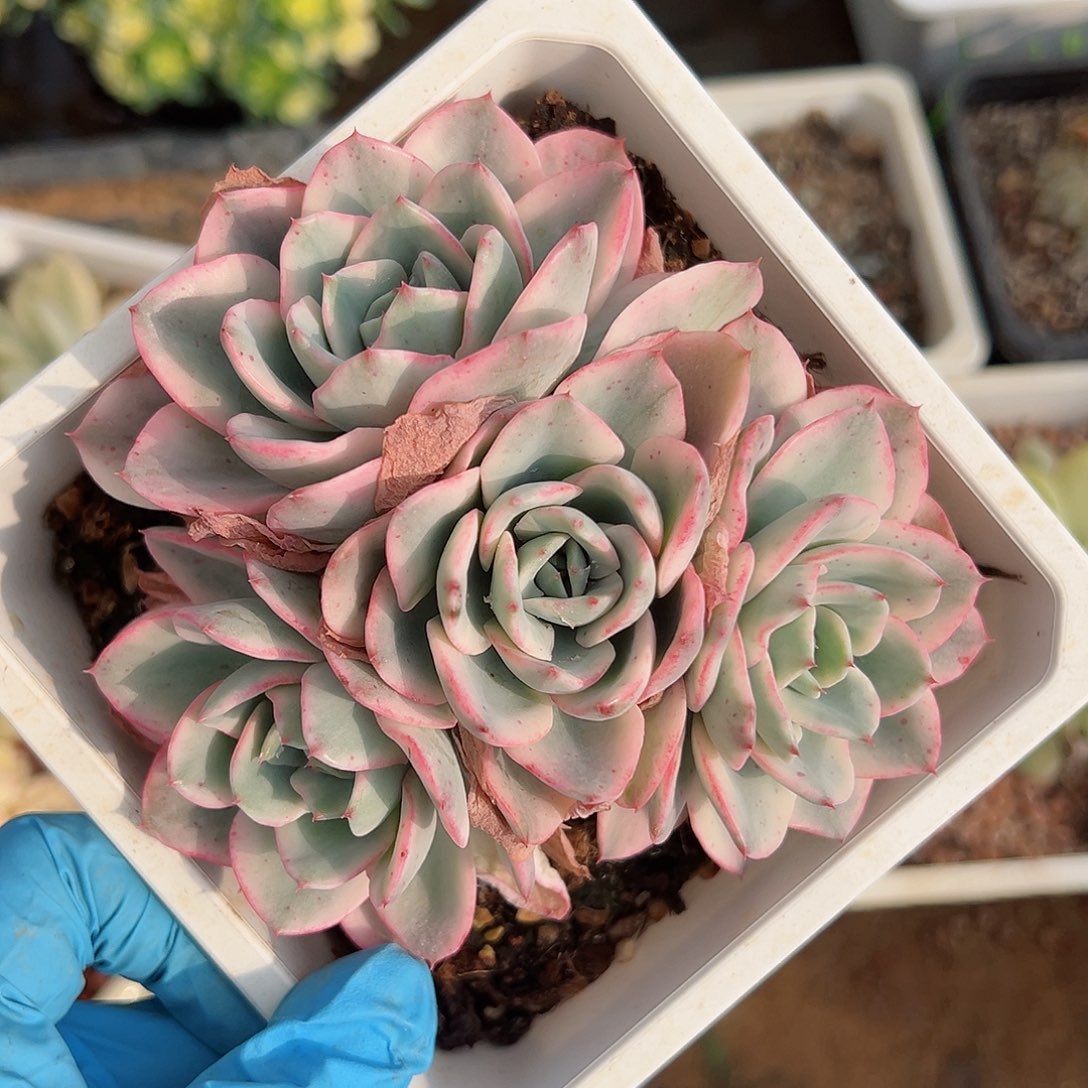 奶油黄桃锦底座，介意慎拍