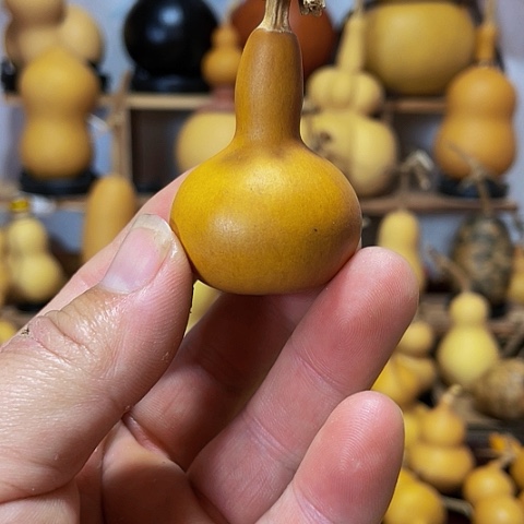 精品厚皮小独霸葫芦