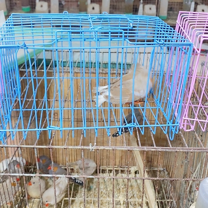 Y***H珍珠鸟yjh企鹅一对包活到家收到货拍开箱视频