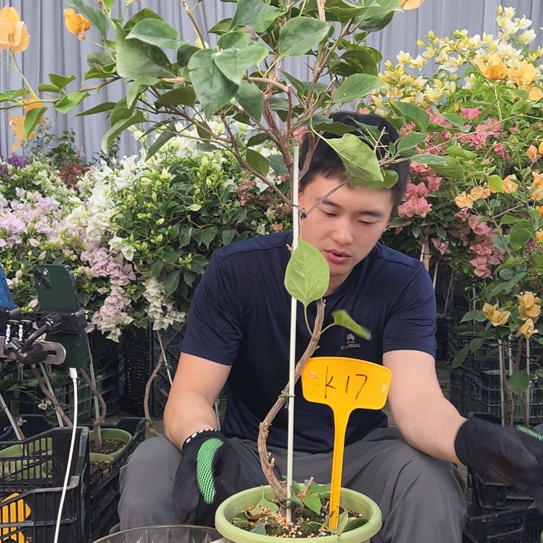 若****大部分花苞少量开放K17金色光辉