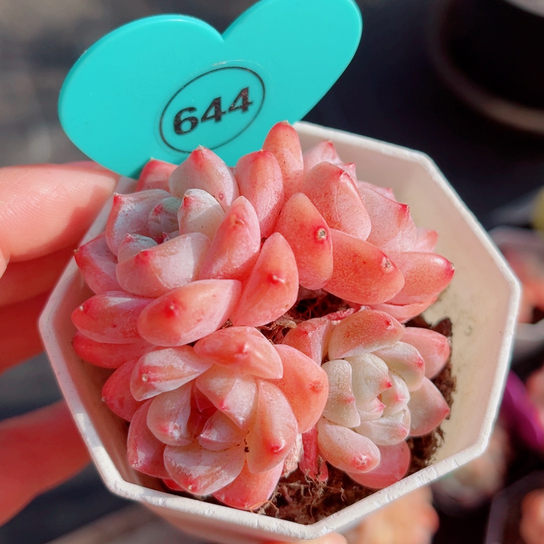 644号小老桩糖心群