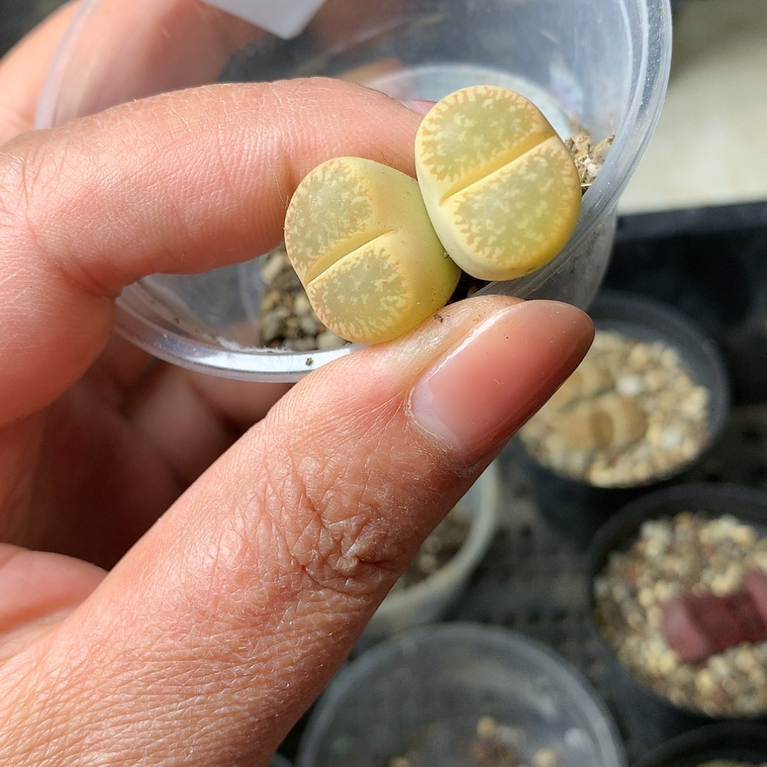 D191多肉植物保护研究所