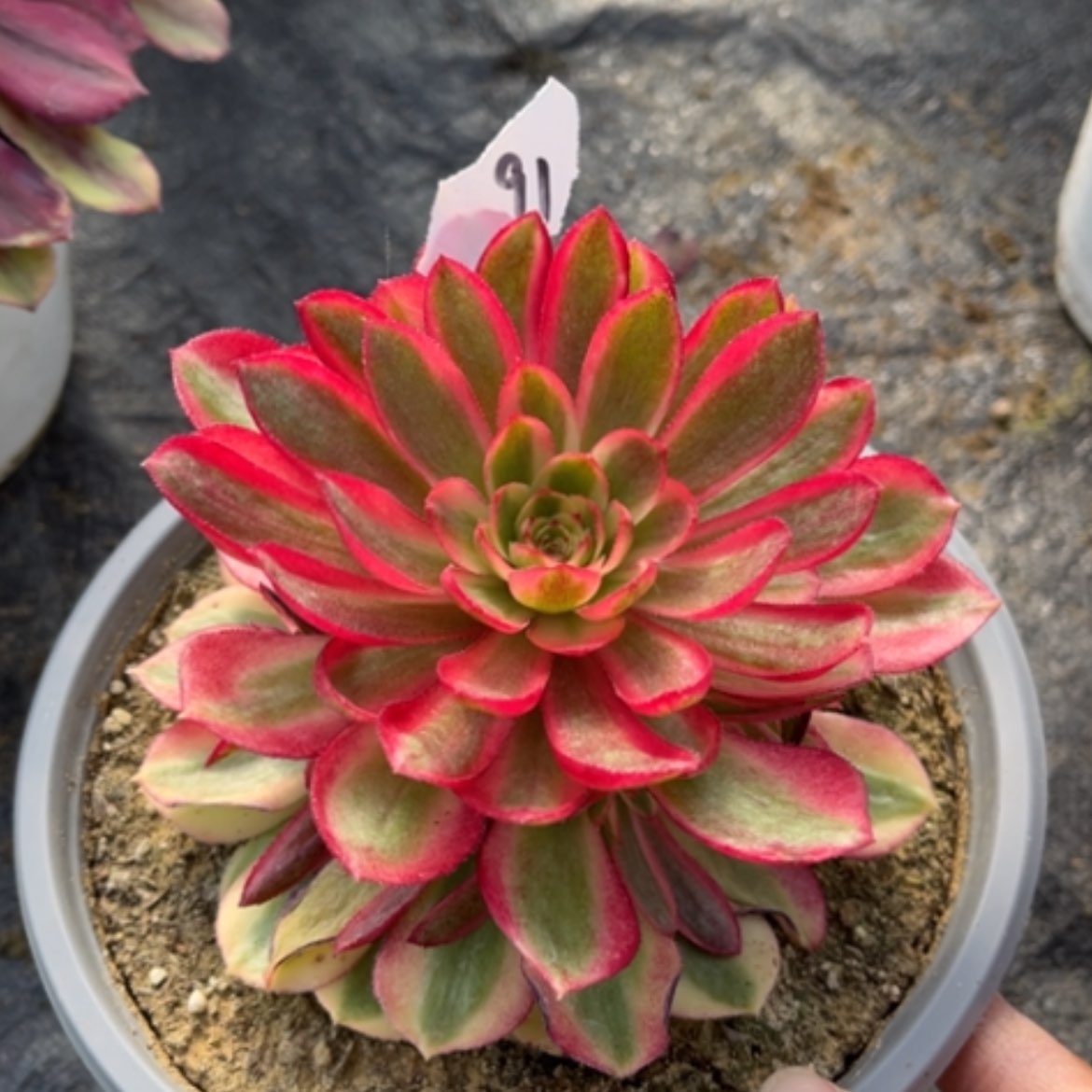 【闪购商品】91粉花妖变异多肉法师