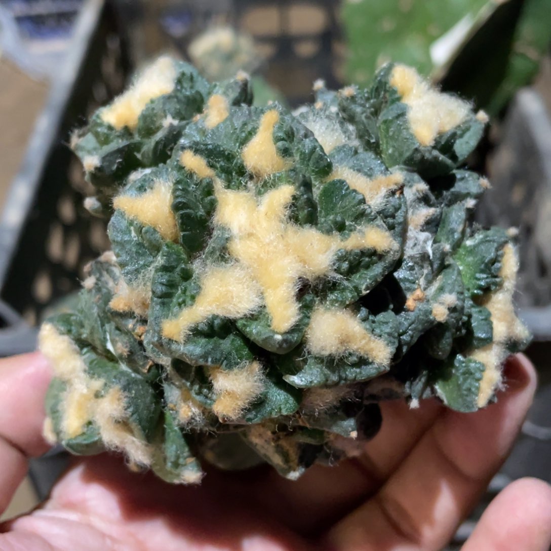 龟甲群体 919 仙人球