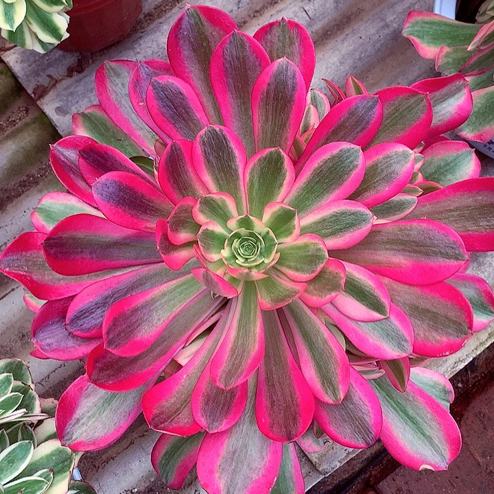 粉体美杜莎啊啊啊啊啊