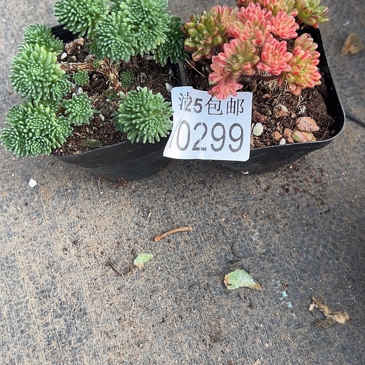 多肉299，一物一拍带盆