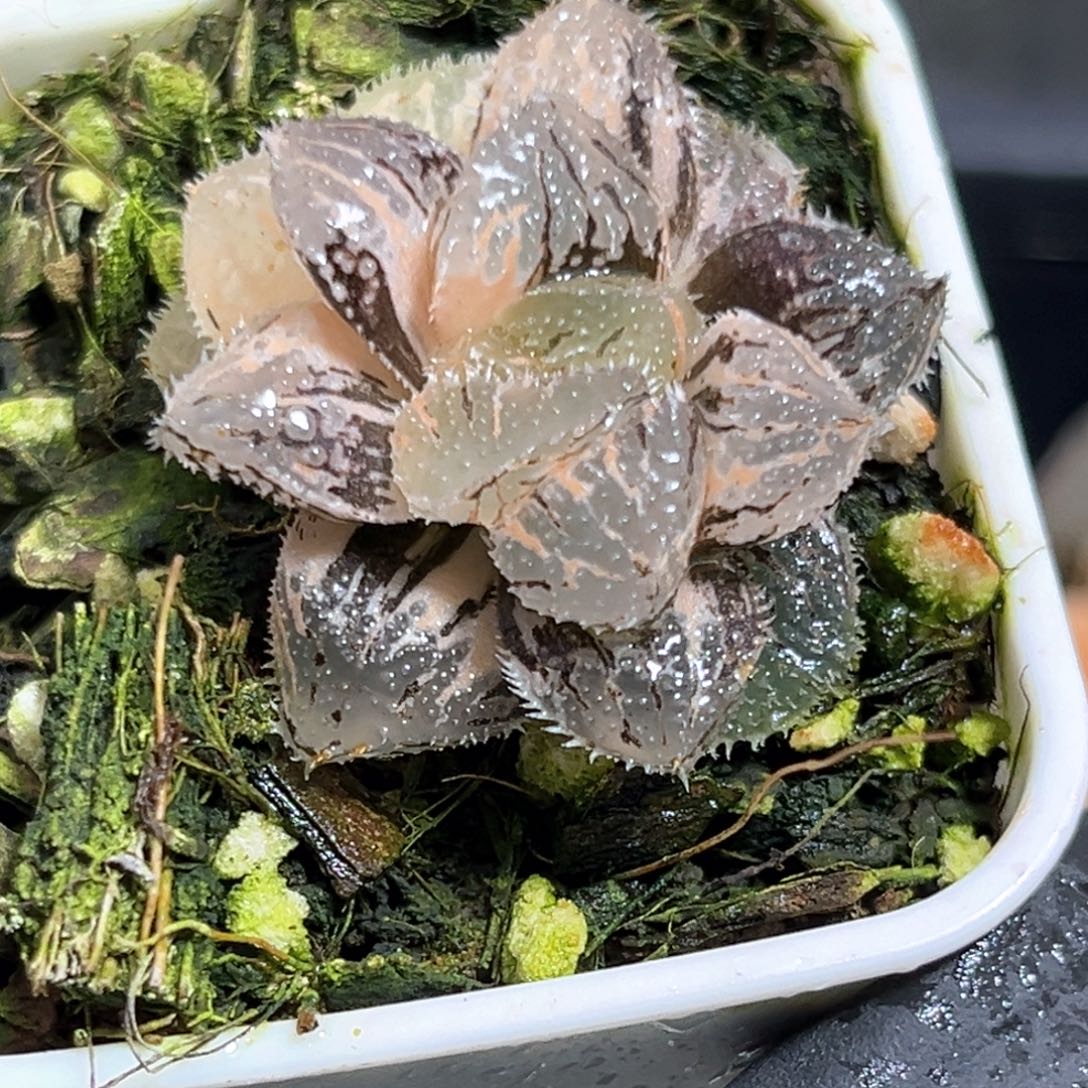 半***殇恭喜发财大吉大利575