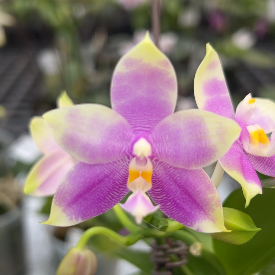 完全开放9166N6505