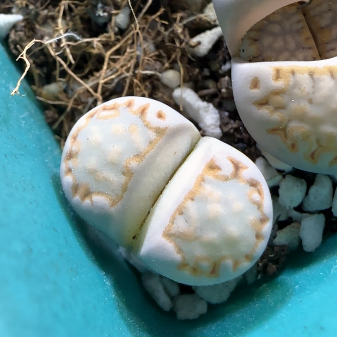 3.9。216饼干。5021