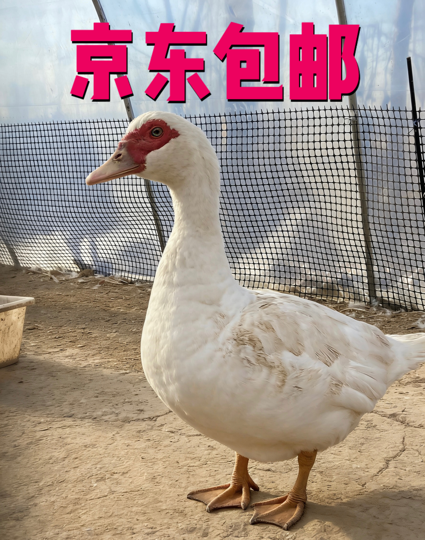 山东农养非洲雁新鲜现杀京东运输