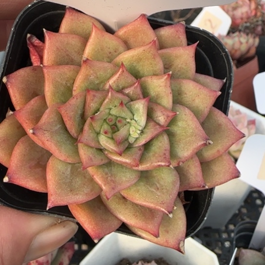 392林肯一物一拍多肉