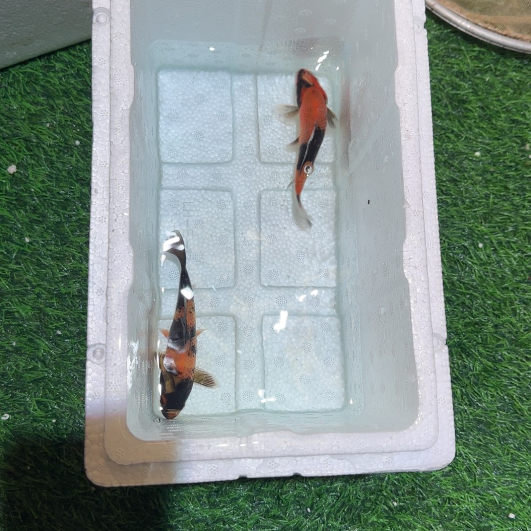 锦鲤锦鲤 观赏鱼锦鲤