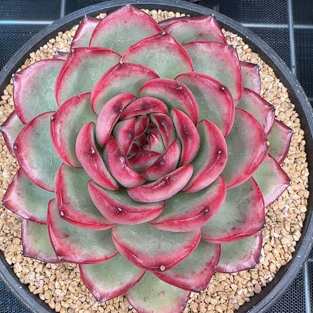 从前慢花园精选万宝龙