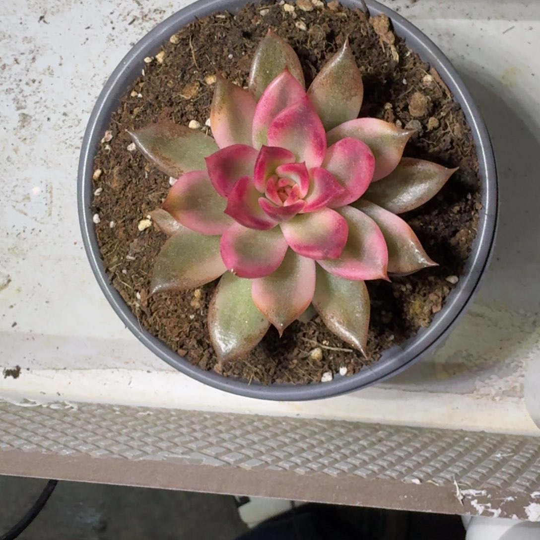 火焰山 锦 一物一拍