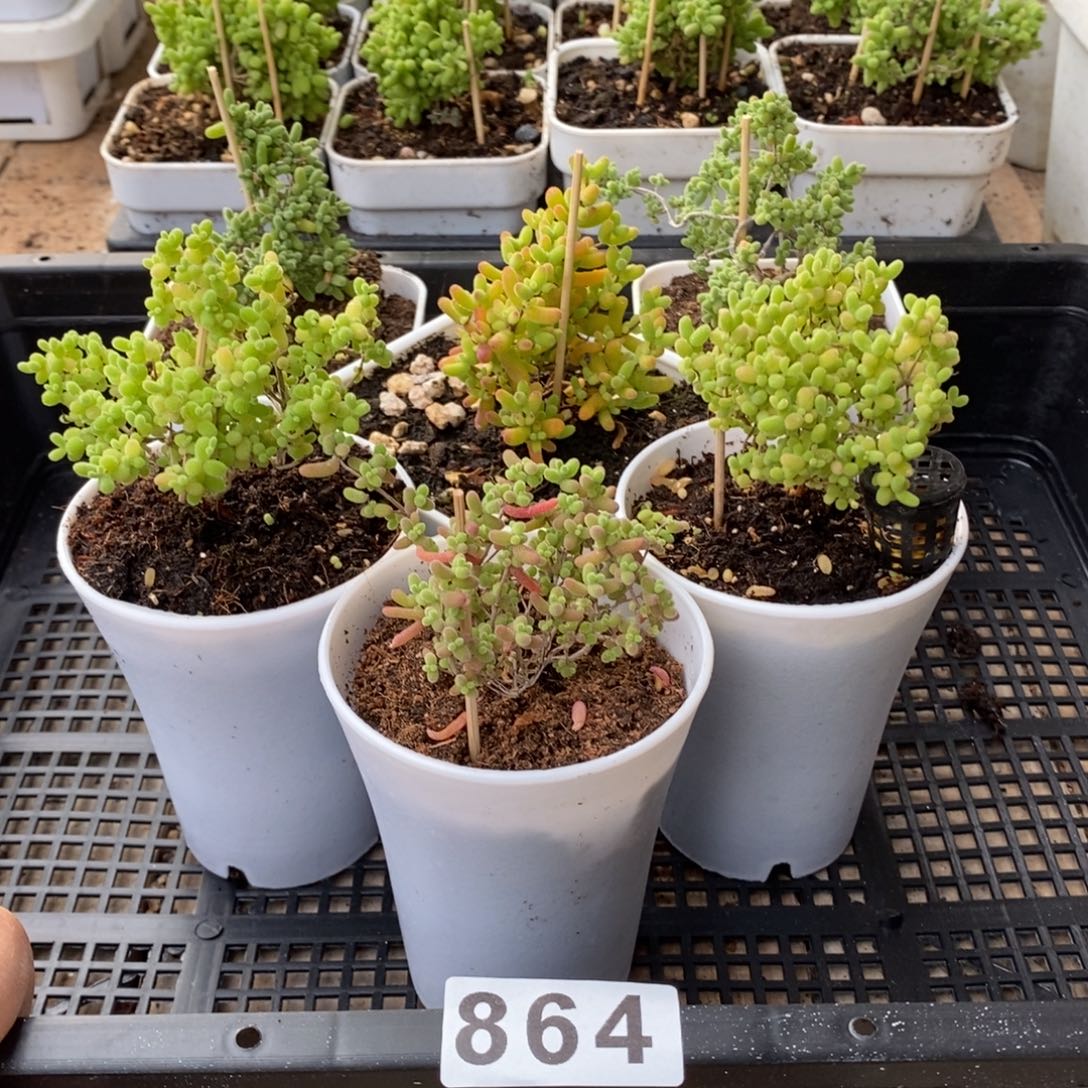 枝干番杏多肉植物864