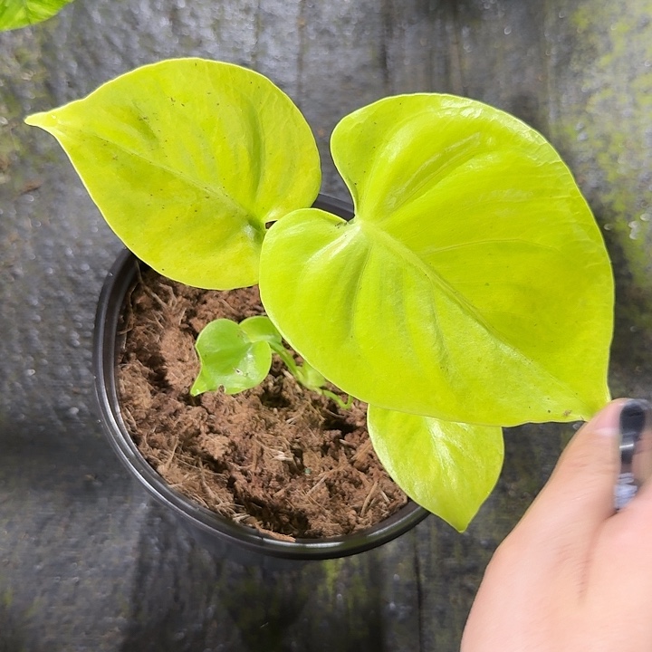 无花朵三黄龟背竹