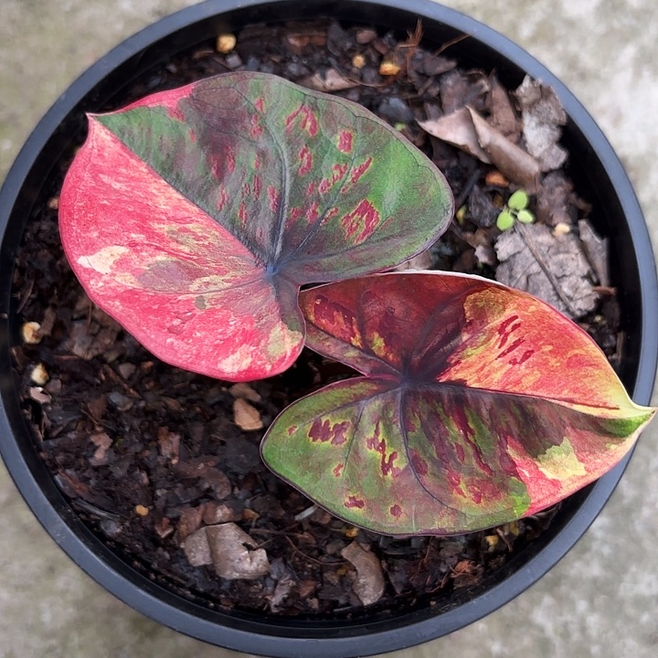 53-1115变异魔广东现货