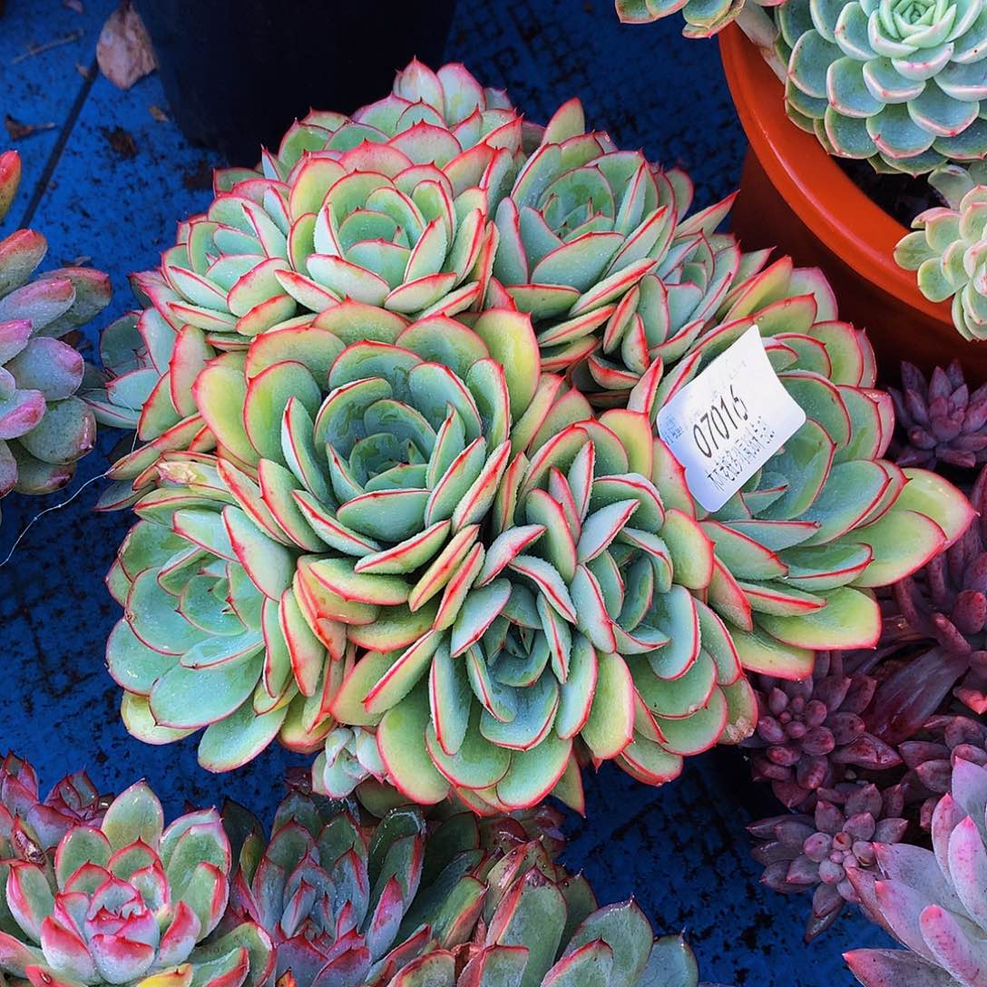 初***院       牡丹亭多肉07016