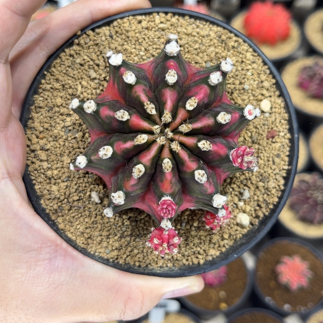 全品粉臀开播福利——————-