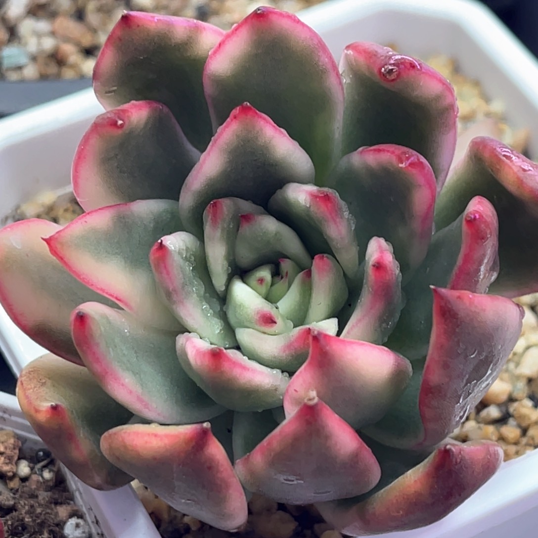 多肉特价古兰玛利亚锦头盖