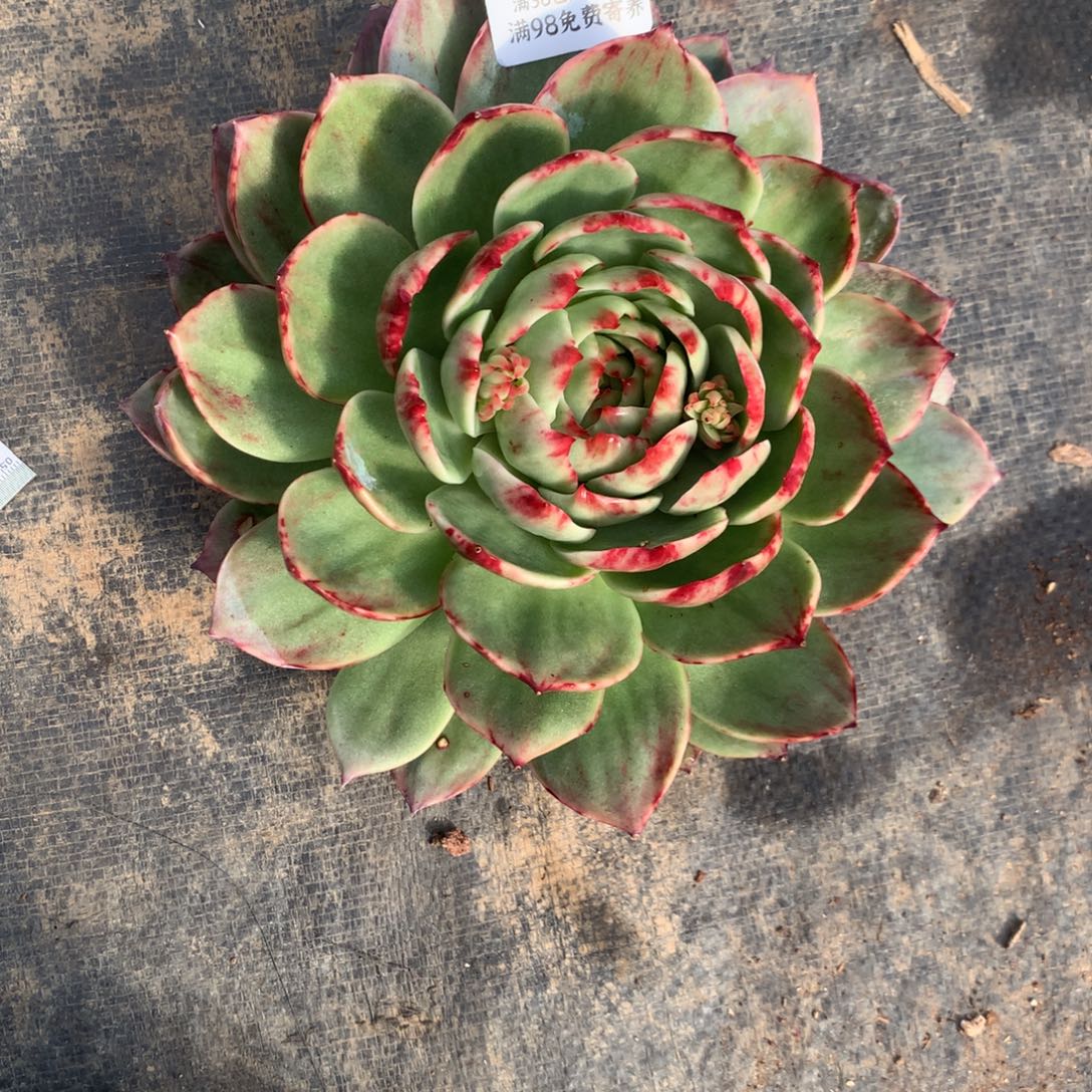 一***世2757号多肉植物惊鸿20