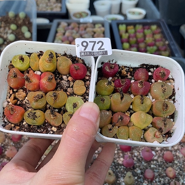 大舅生石花肉锥多肉972