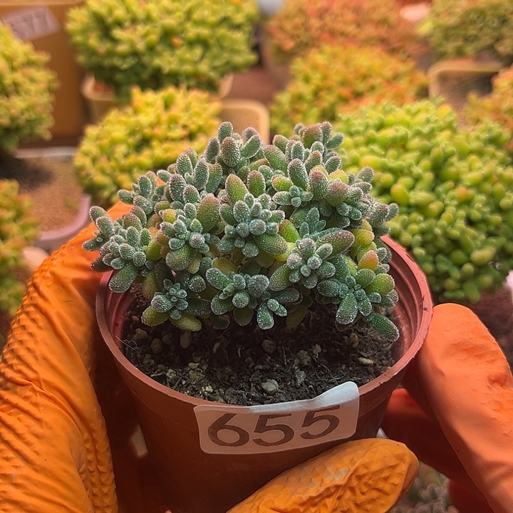无花朵655冰晶糖球