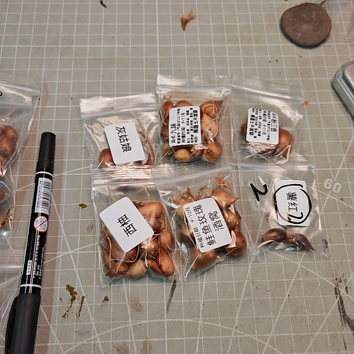 酢浆草早花纤细组合1010