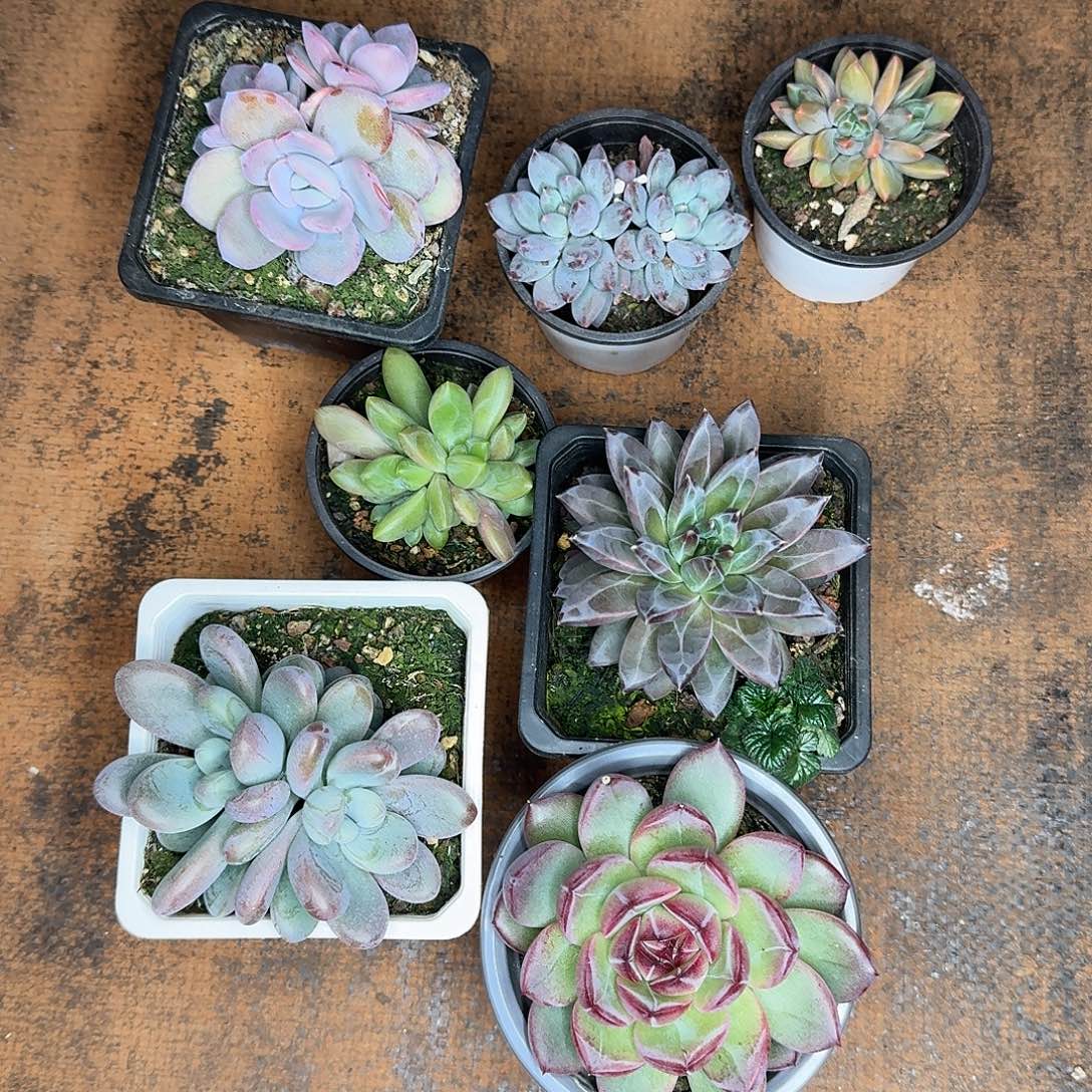 组合多肉植物福利炸