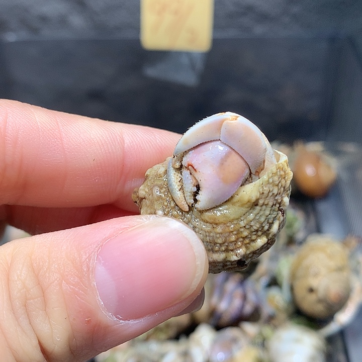 1.4口径小干净紫路