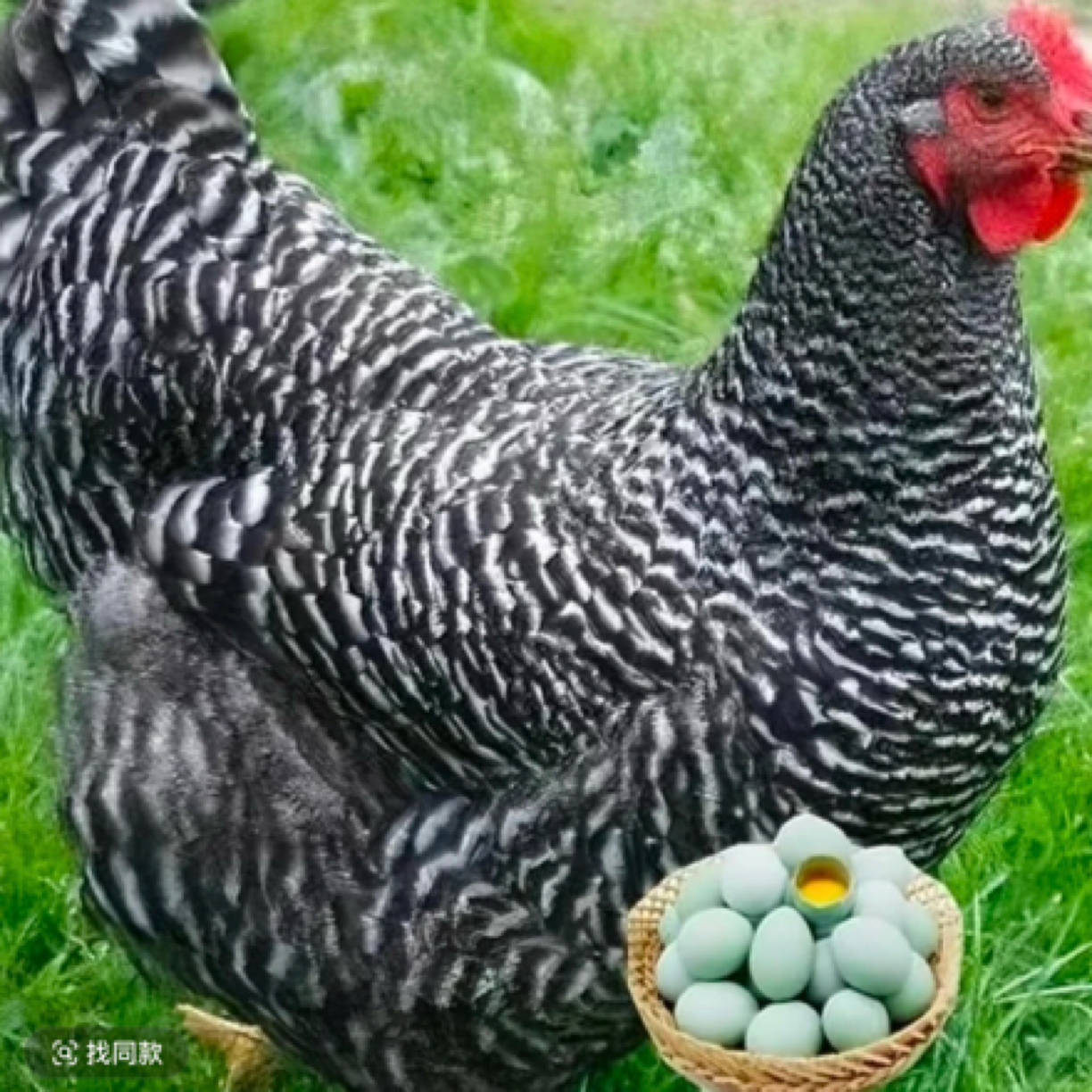 黑芦花宠物鸡 产绿壳蛋 年产330枚 顺丰包邮